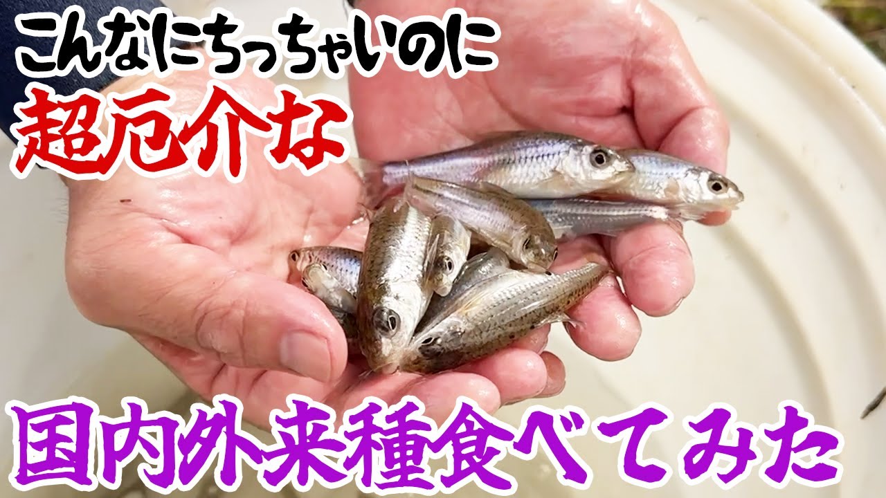 こんなにちっちゃいのに超厄介な国内外来種食べてみた