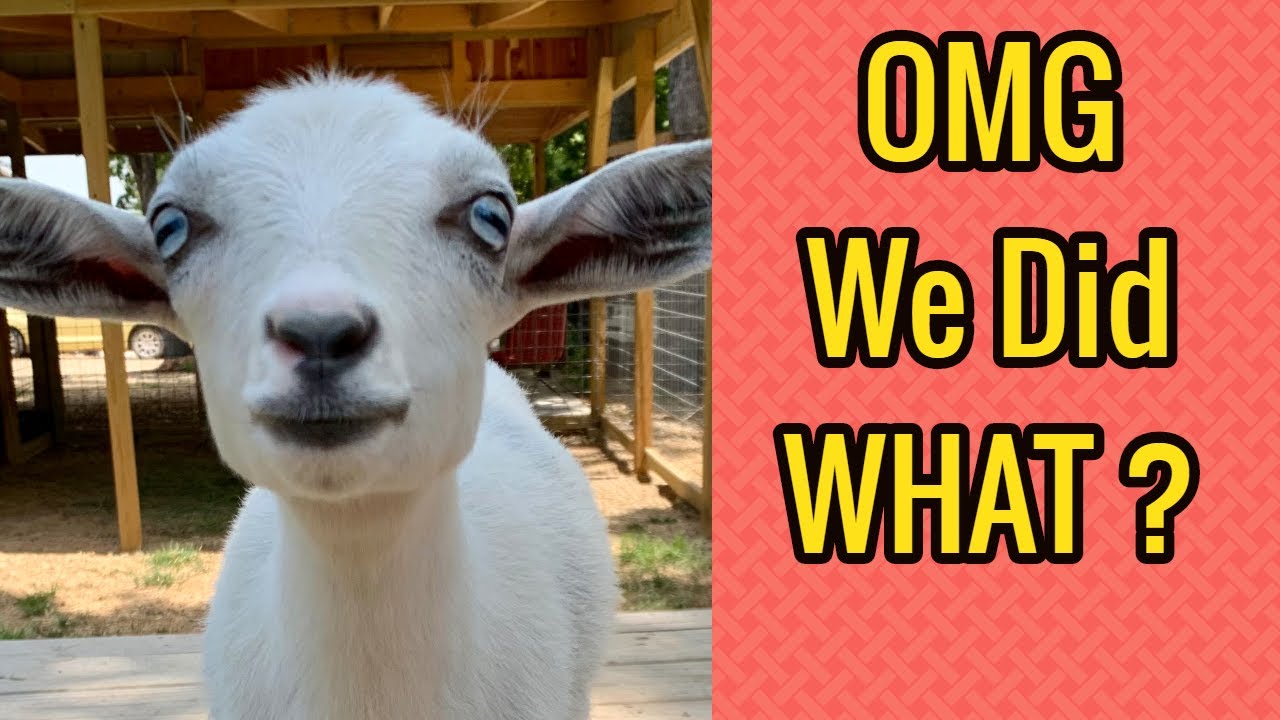 Nigerian Dwarf Goats