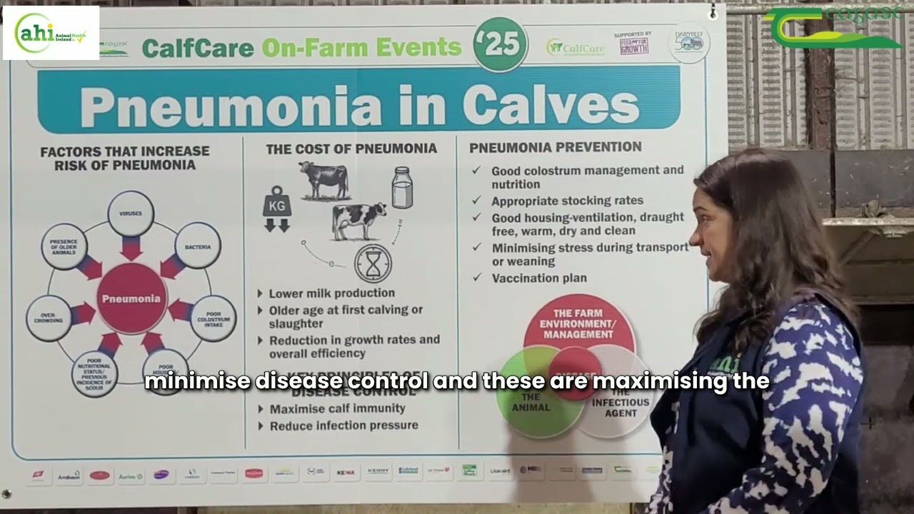 Pneumonia in Calves