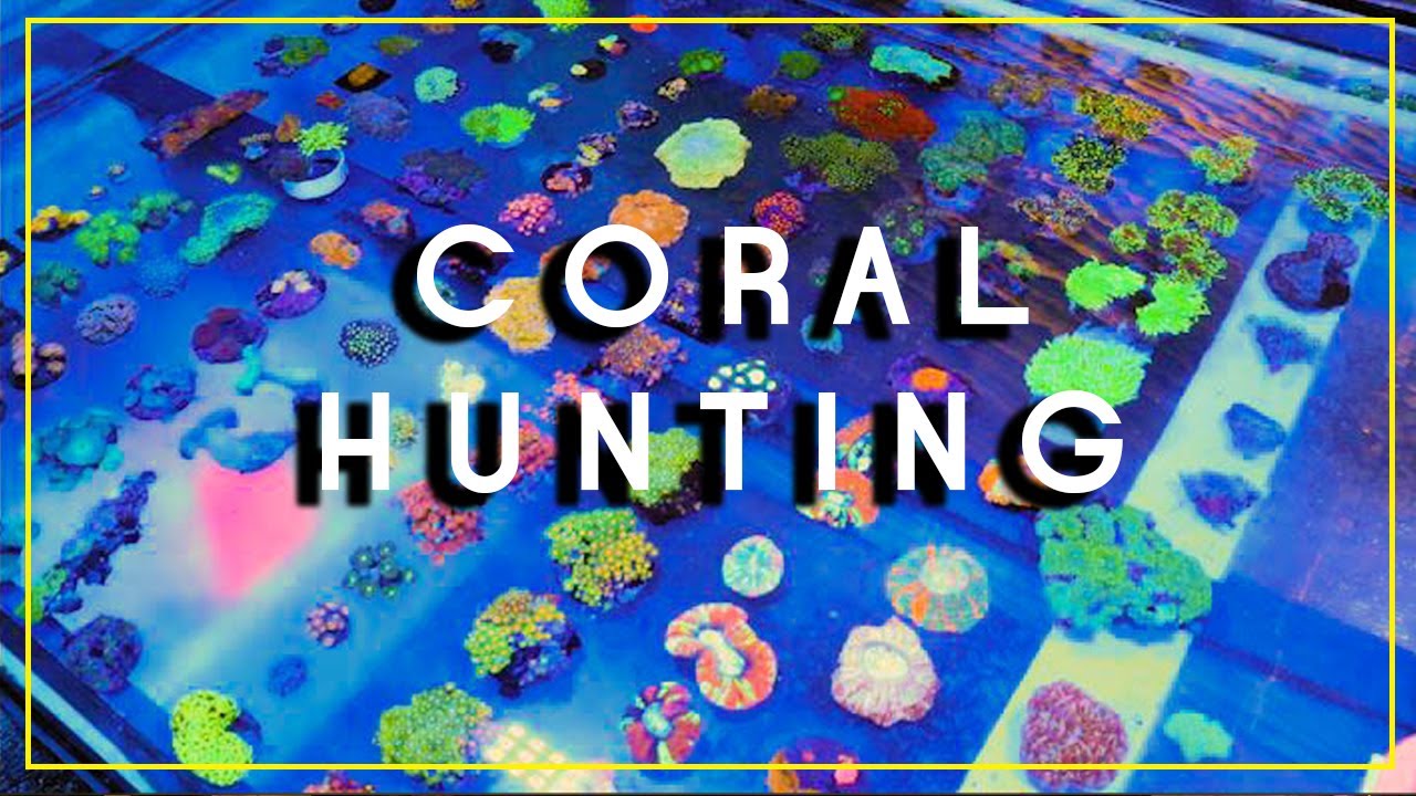 We Go Coral Hunting In Indonesia