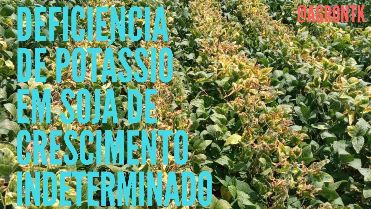 DEFICIÊNCIA DE POTÁSSIO EM SOJA DE HÁBITO DE CRESCIMENTO INDETERMINADO