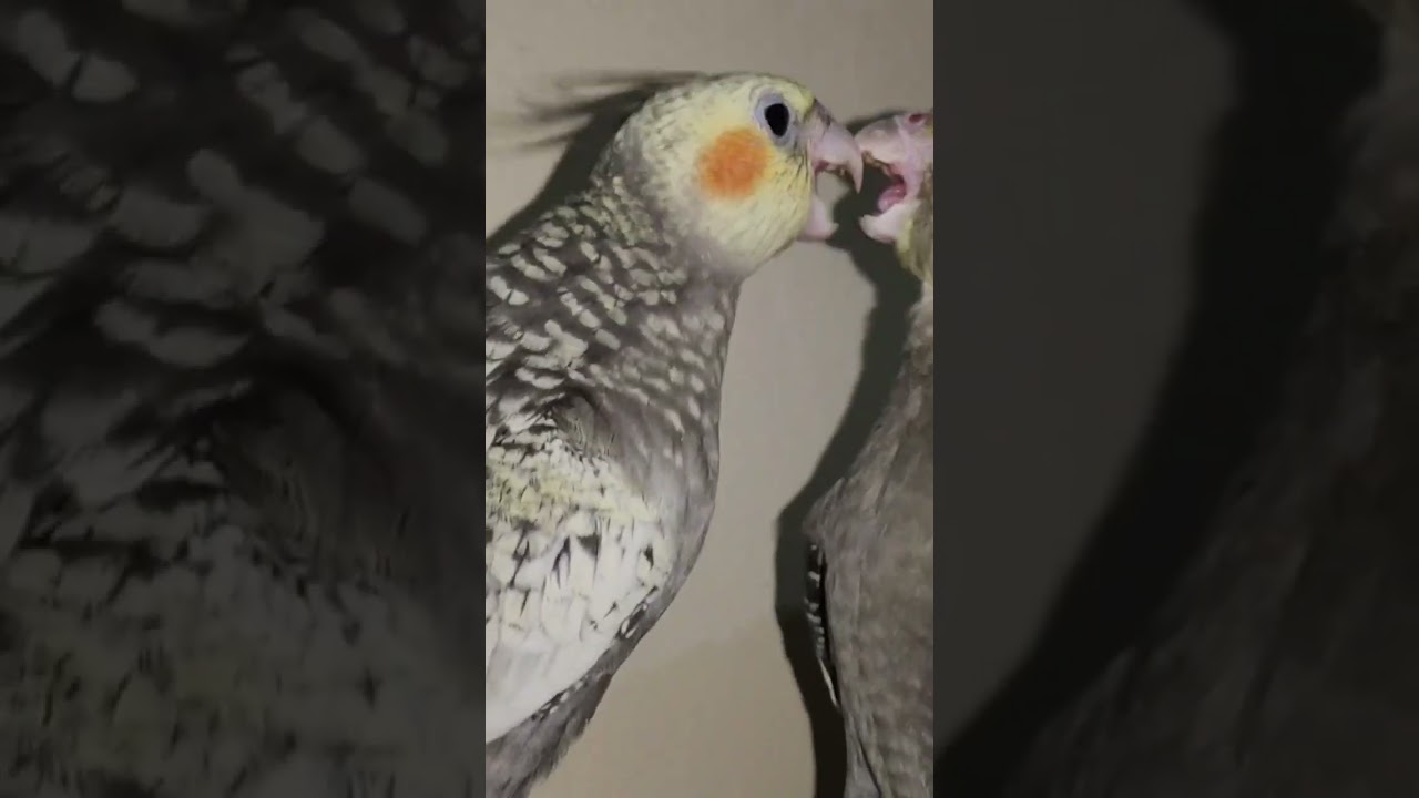 Two Cockatiels are quarreling