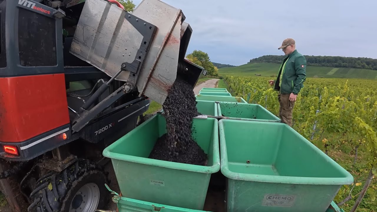 FarmVlog#243 - Grünmais im Regen holen und die Weinlese ist vorbei!