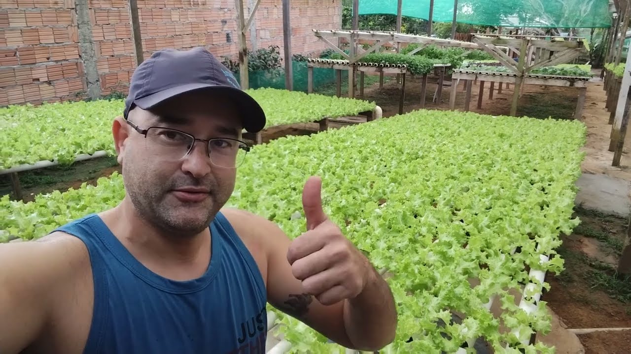 BER&Ccedil;&Aacute;RIO: PRODU&Ccedil;&Atilde;O DE MUDAS DE ALFACE NA HIDROPONIA #hidroponia #alface