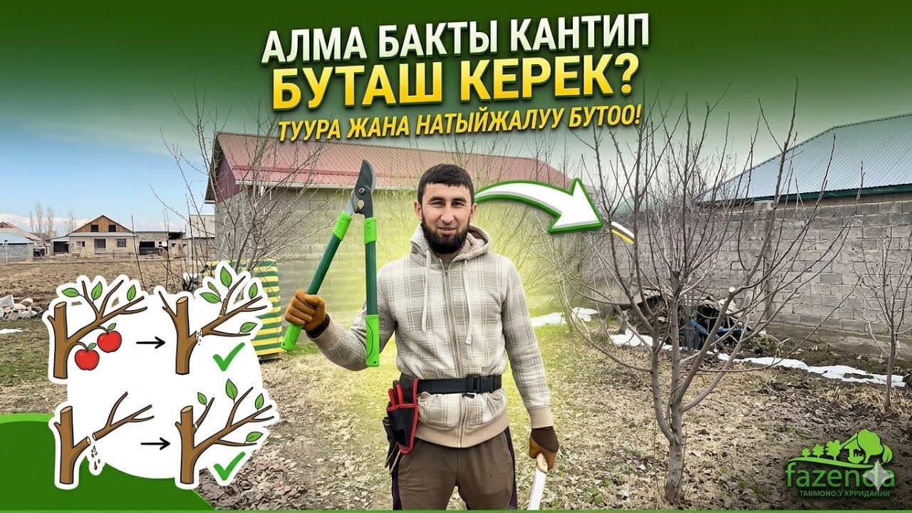 Алма дарагын кантип бутайбыз! формировка яблонии.
