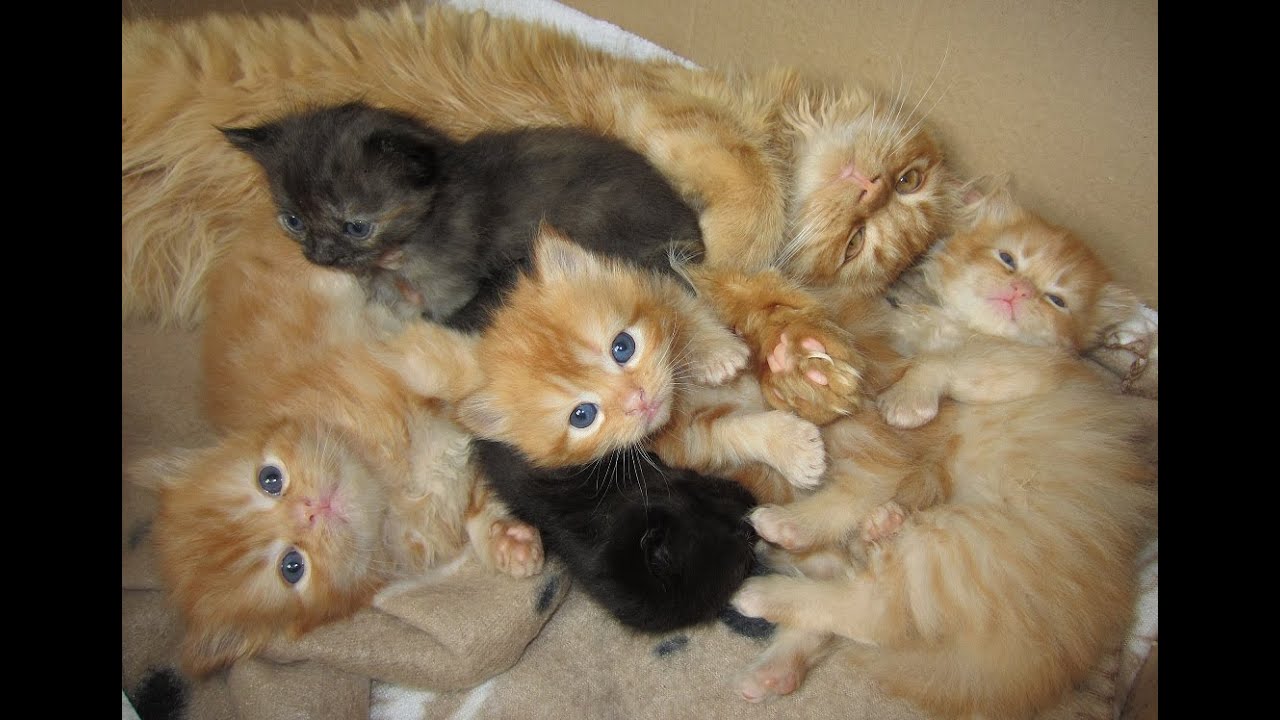 Baby kittens and their big brother Marmalade