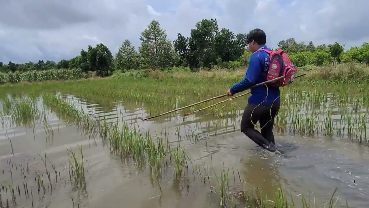 Cảnh quê đi kích cá của hay anh em