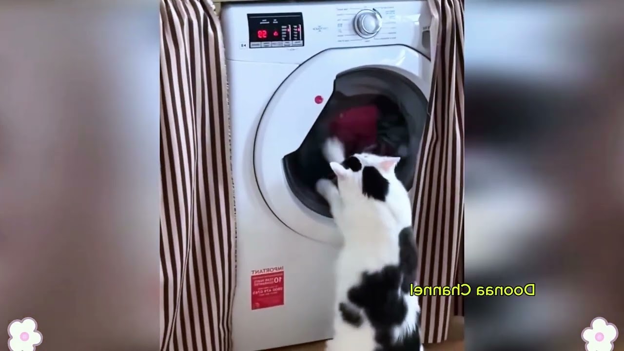 Try Not To Laugh 😅 Best Funny Cats and Dogs Videos 2026 😹🐶 Part 5