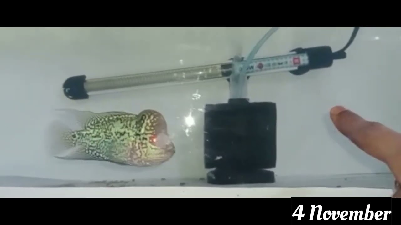 SRD+ Magma Flowerhorn Fish,1 Month Update.....