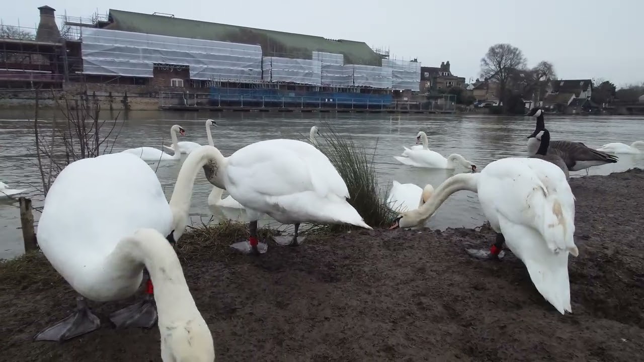 Peaceful Swans, Geese & Ducks | Calm River Scene