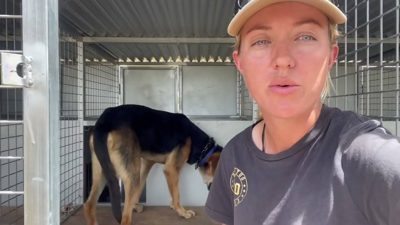 Huntaway Foundation Training - Pip’s Tips! (Insta voted me in)