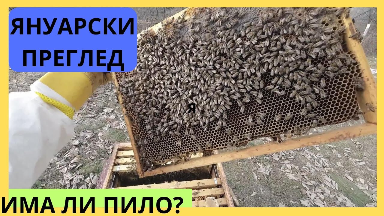 ЯНУАРСКИ ПРЕГЛЕД