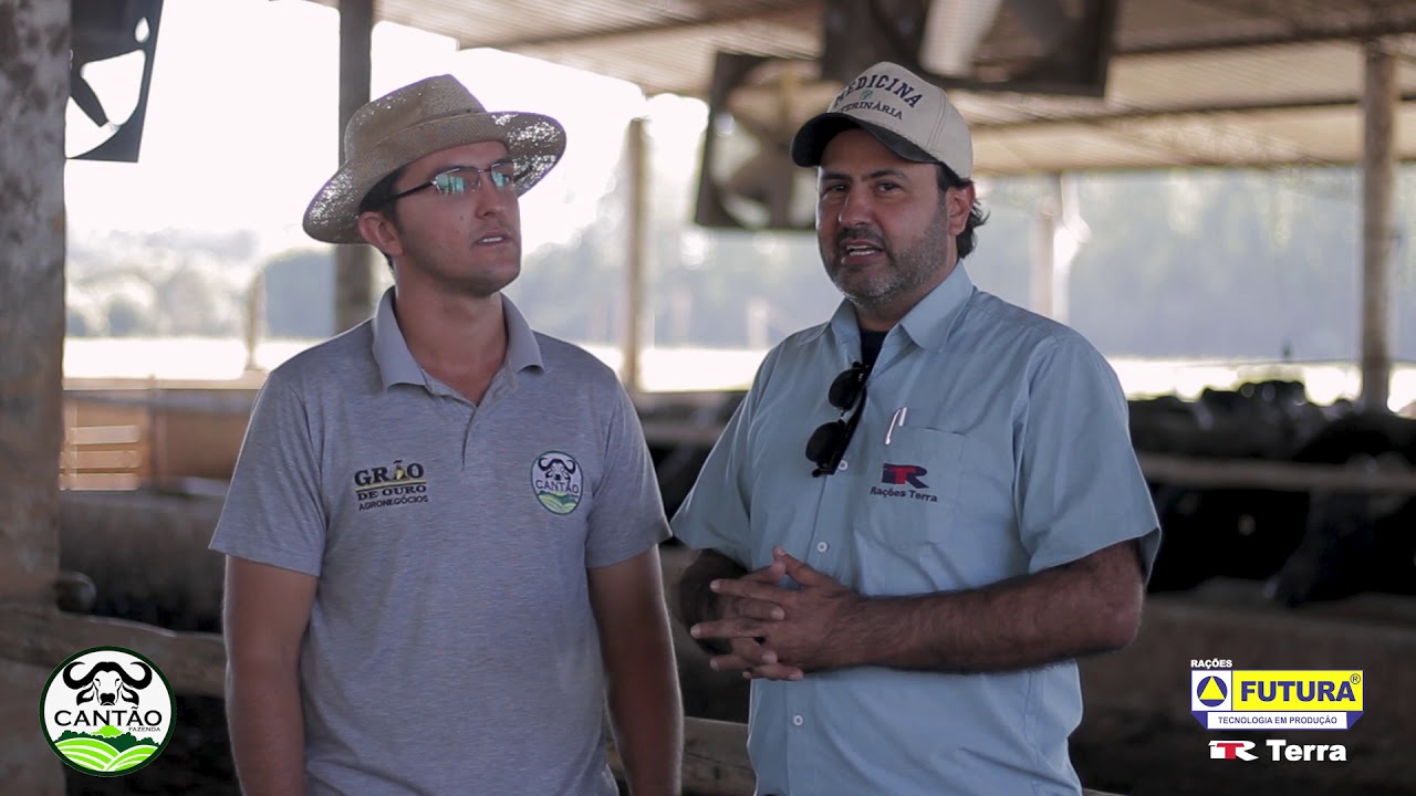 Conheça a fazenda Cantão, referência em búfalas de leite, cliente Futura/Terra