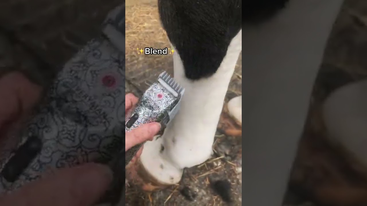 Stightly chaotic lol #horse #makeover #clipping #equestrian #glowup #fypシ
