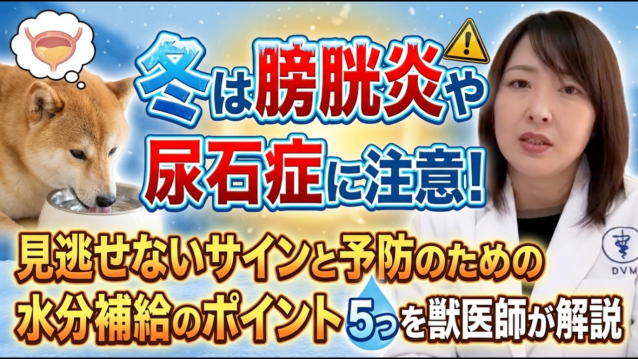 【冬は膀胱炎や尿石症に注意！】愛犬の見逃せないサインと予防のための水分補給のポイント5つを獣医師が解説