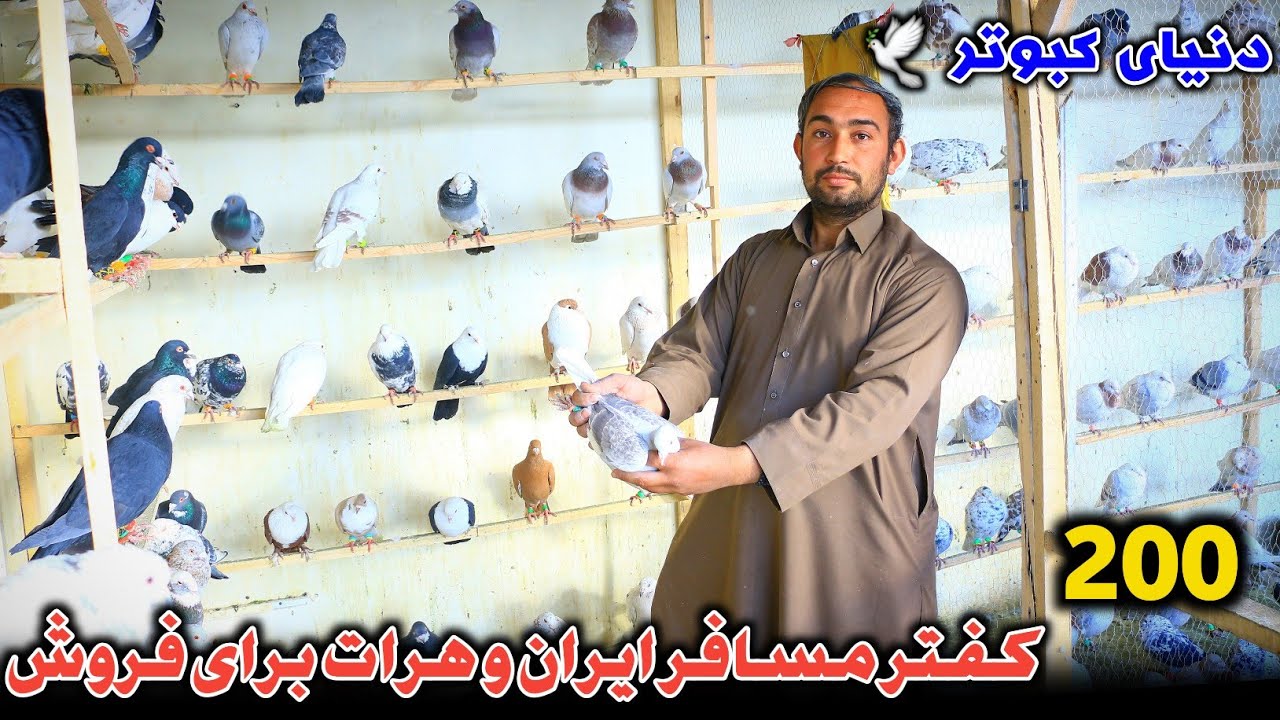 خیل جدید؛ 200 کفتر مسافر ایران و هرات برای فروش| 21 سار ایرانی را 210،000 افغانی سواد کردم