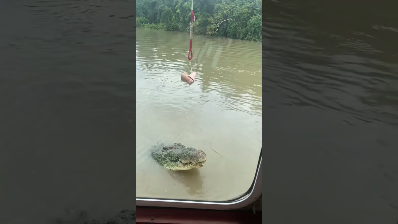 My POV: Crocodile Rock... northern territory Australia