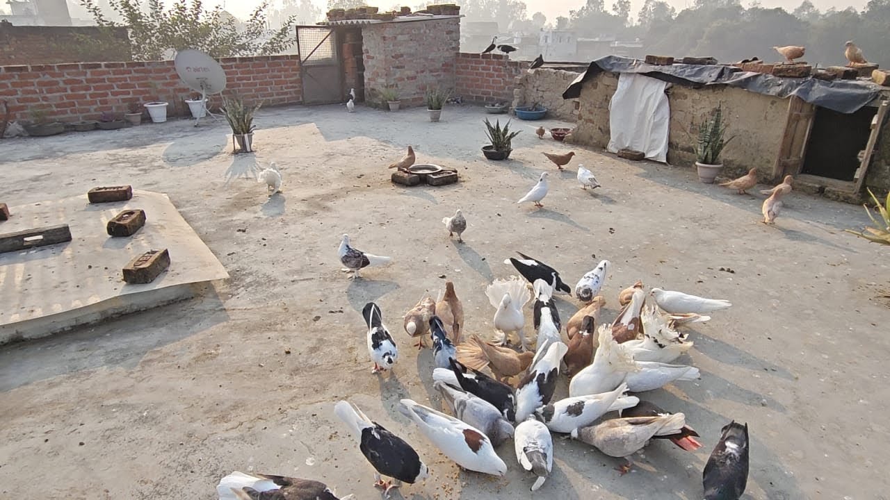 Pigeons | Cat Tv For Cats To Watch Birds | Birds Chirping Video #cattv #birds #parrot