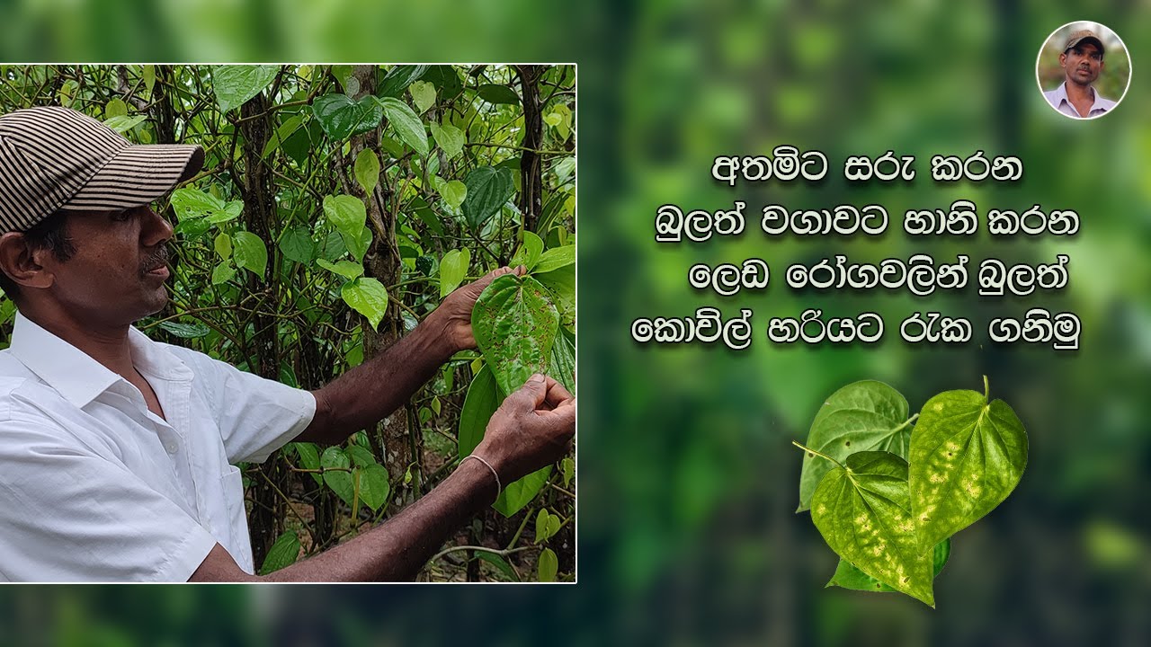 අතමිට සරු කරන බුලත් වගාවට හානි කරන ලෙඩ රෝග වලින් බුලත් කොව්ල් හරියට රැක ගනිමු .  Siri Lak Govi Bima