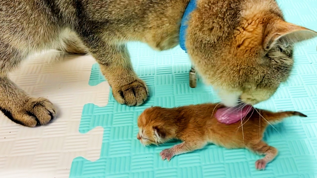 Кормление трех дневного спасенного котенка пока приемная мама кошка носит котят. Субтитры!