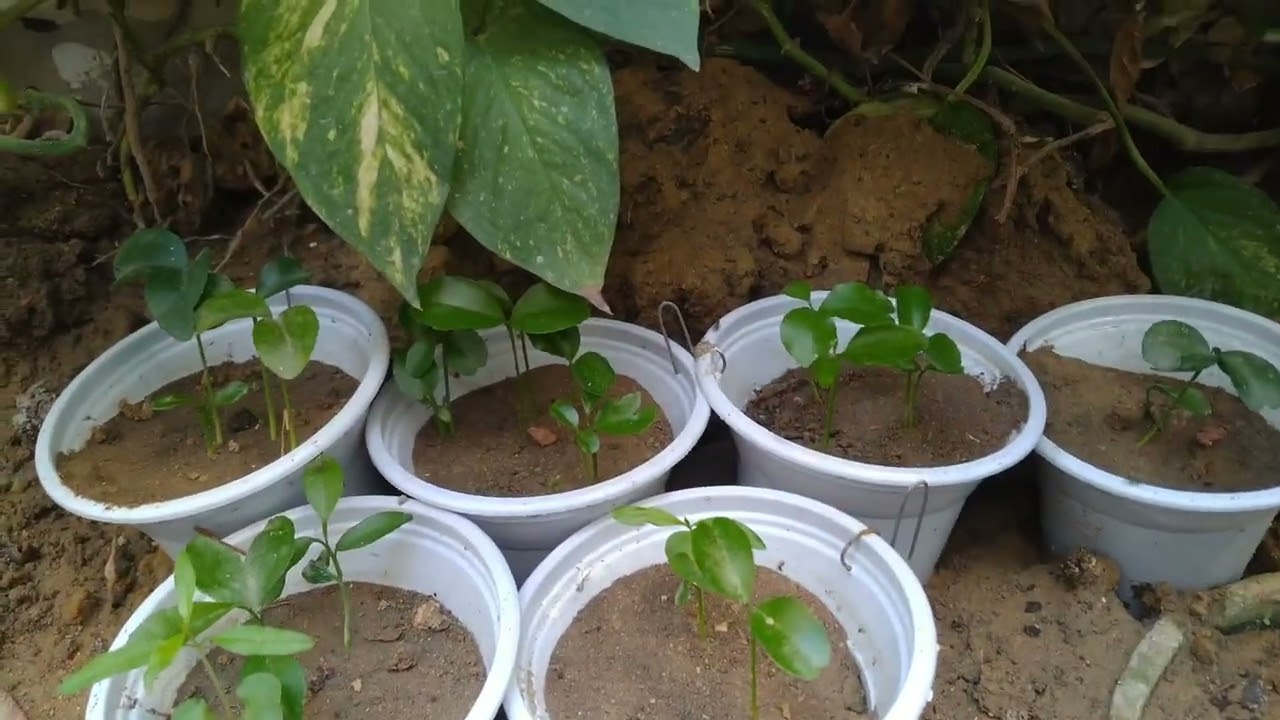 Pomegranate plants // Orange Plants