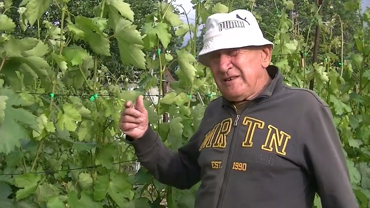 Первая подкормка винограда после цветения.