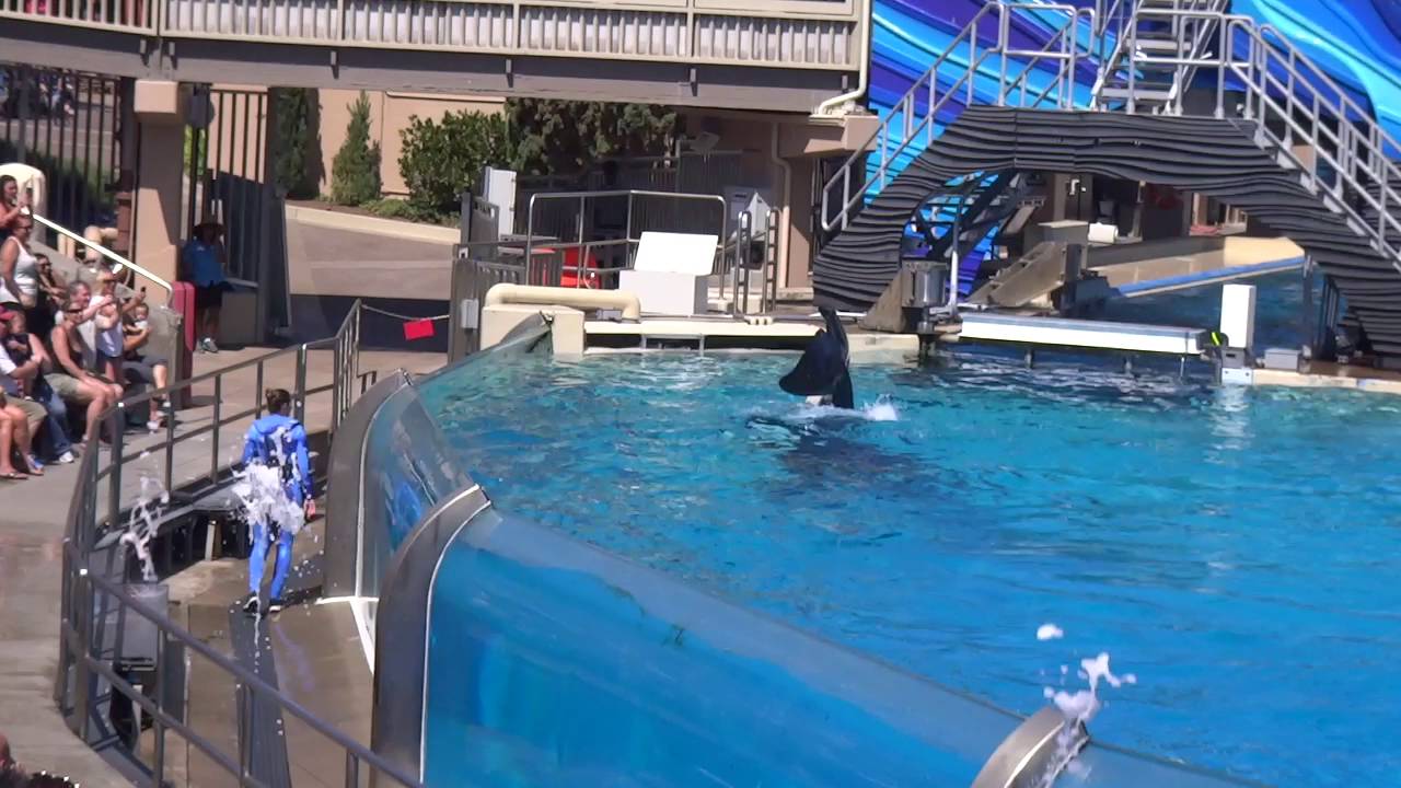 One Ocean, Seaworld San Diego, Shamu Show 2014-Oct