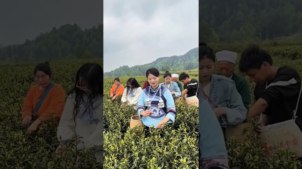 Scene of skilled workers picking tea leaves