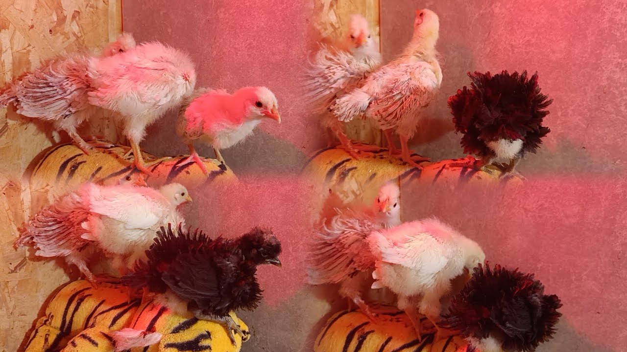 Очень быстро выросли.🐥🤗 Три недели пролетели.🥳🙄