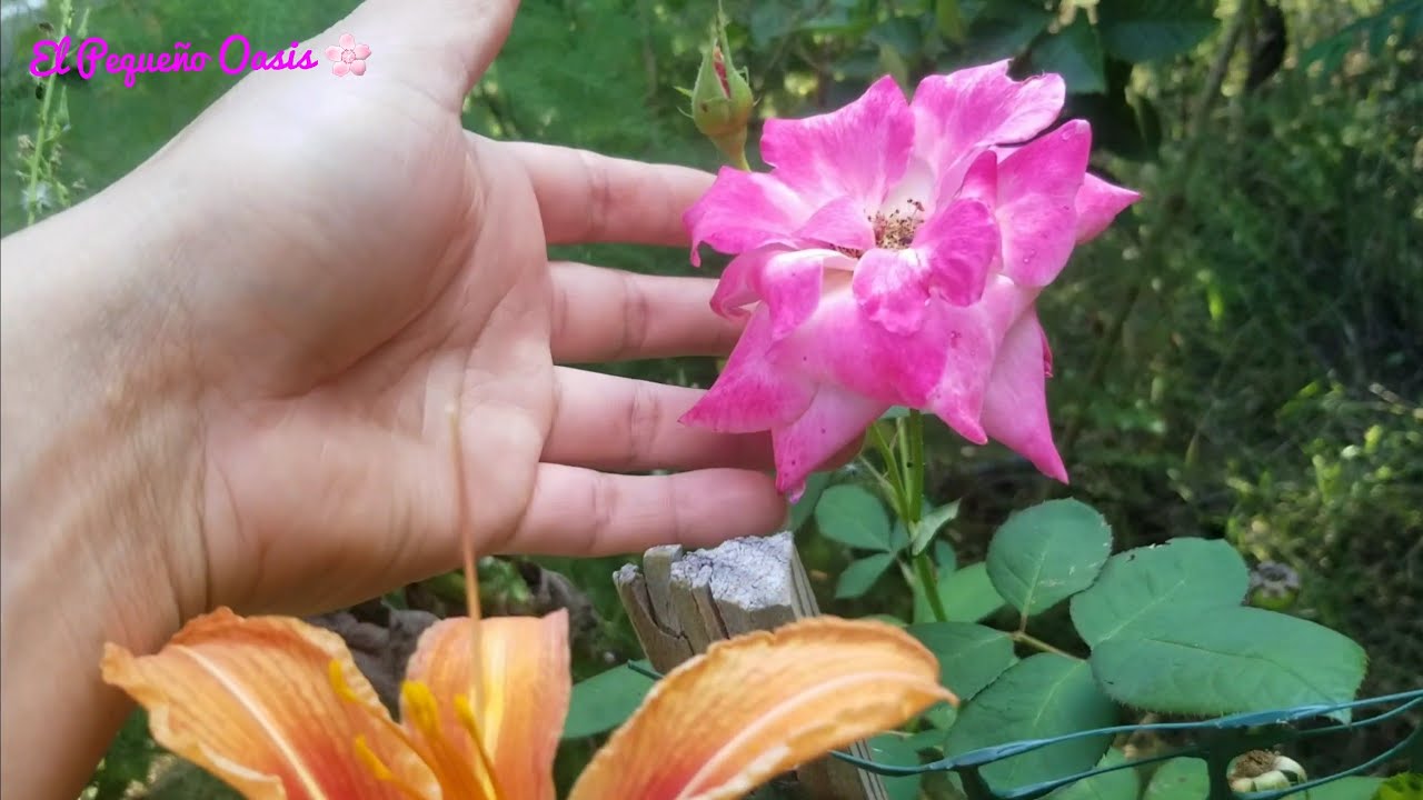 Descubre EL PEQUE&Ntilde;O OASIS Un PARA&Iacute;SO Escondido 🌸 @ElPequenoOasis