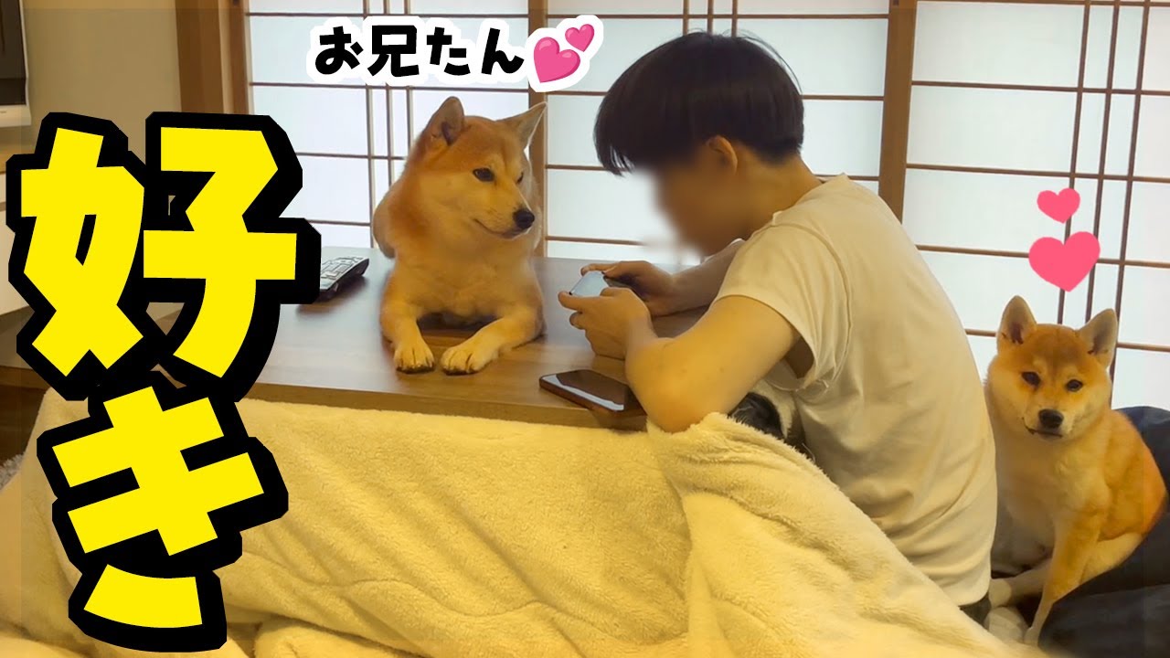 お兄たんが好きすぎて柴犬姉妹がこうなりました…