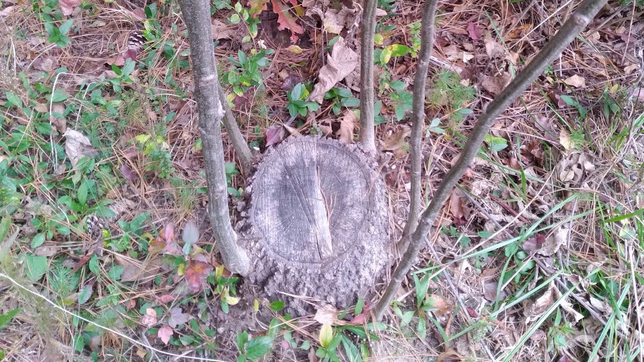 Oak Coppice Management