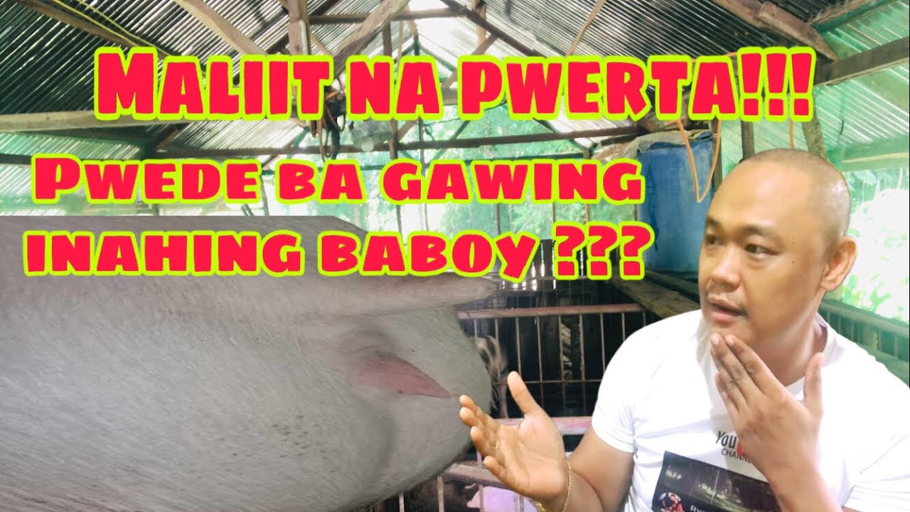 Pwede bang gawing inahing baboy ang mga maliliit lng ang kanilang pwerta | Ryan Patenio