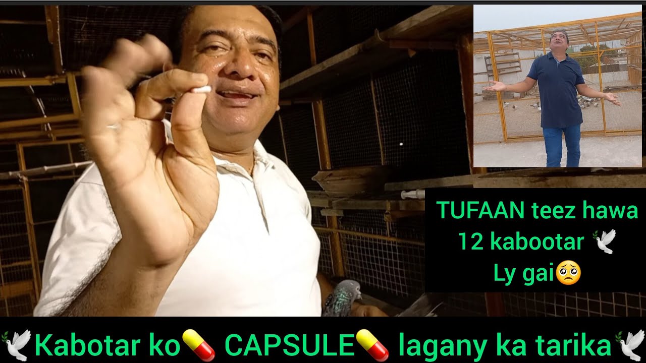 Kabotar ko capsule Nuskha lagany ka tarika | Tufan Teez hawa  Bazi waly 12 kabootar zaya | pigeon 💊