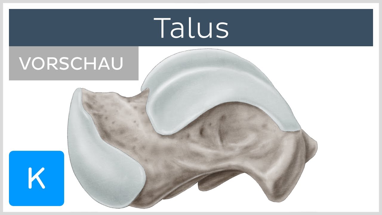 Talus: Anatomie und Funktion (Vorschau) |&nbsp;Kenhub