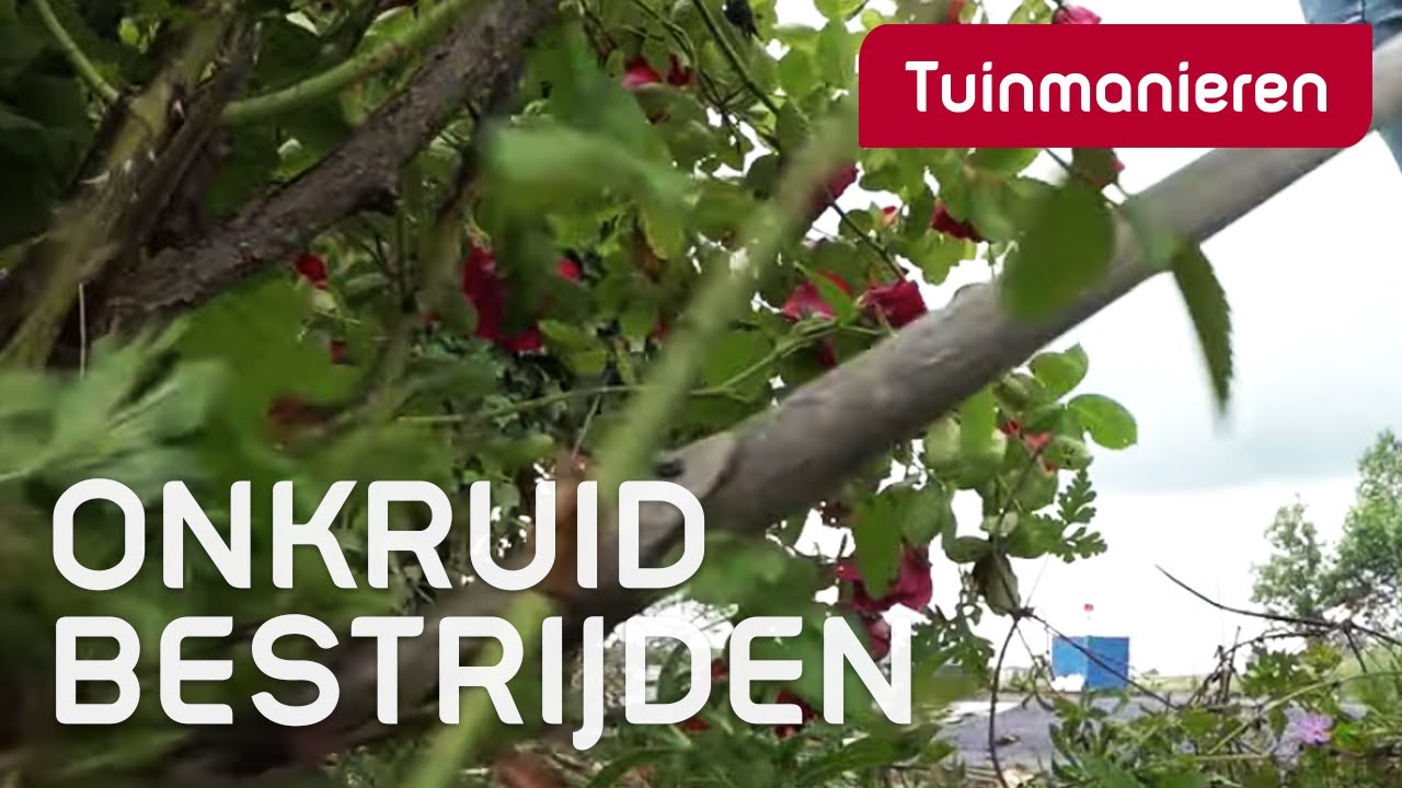Onkruid bestrijden in de tuin | Tuinmanieren