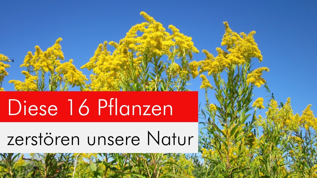 Invasive Neophyten in Gärten - bitte pflanzt diese Arten nicht und verbannt sie aus Euren Gärten!