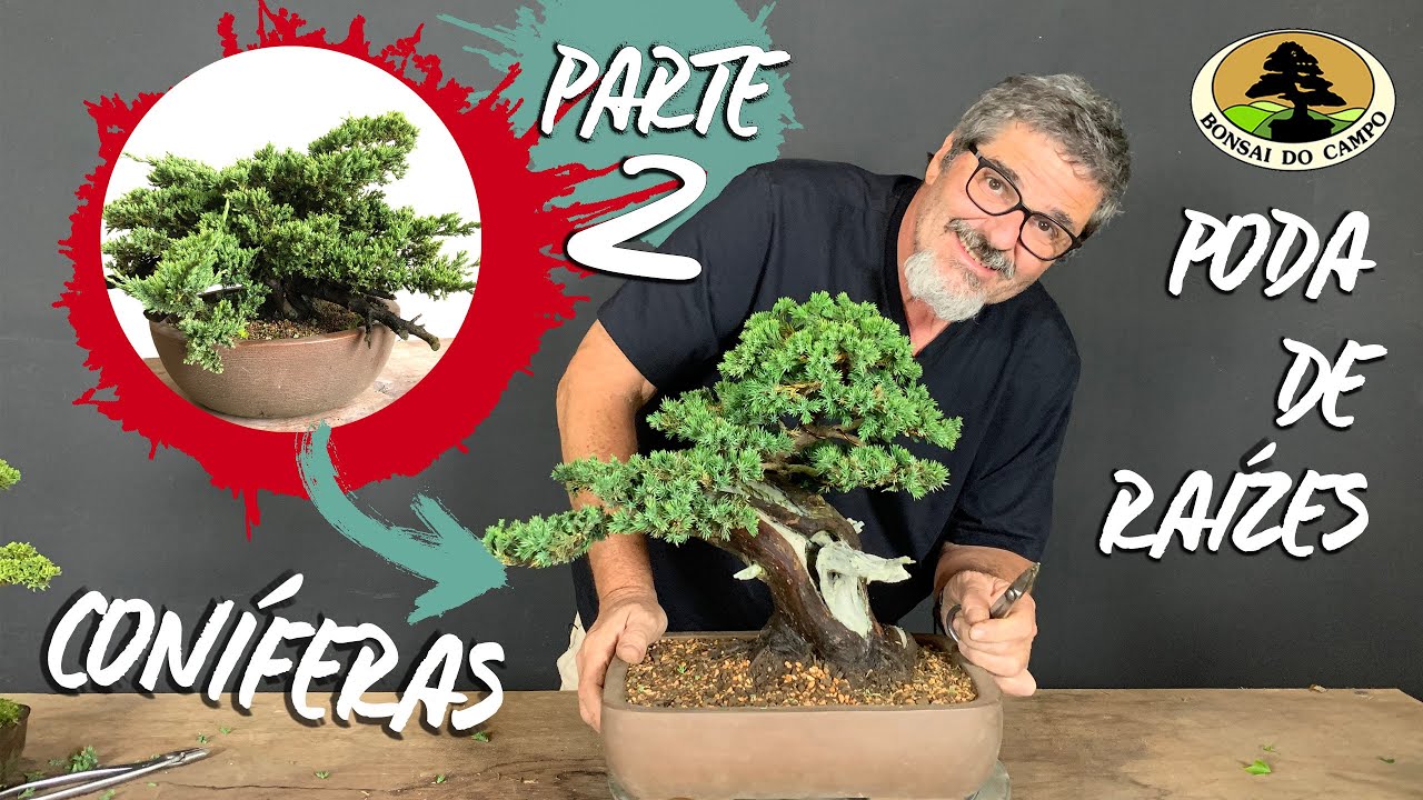 PODA DE RAÍZES em coníferas. PARTE 2