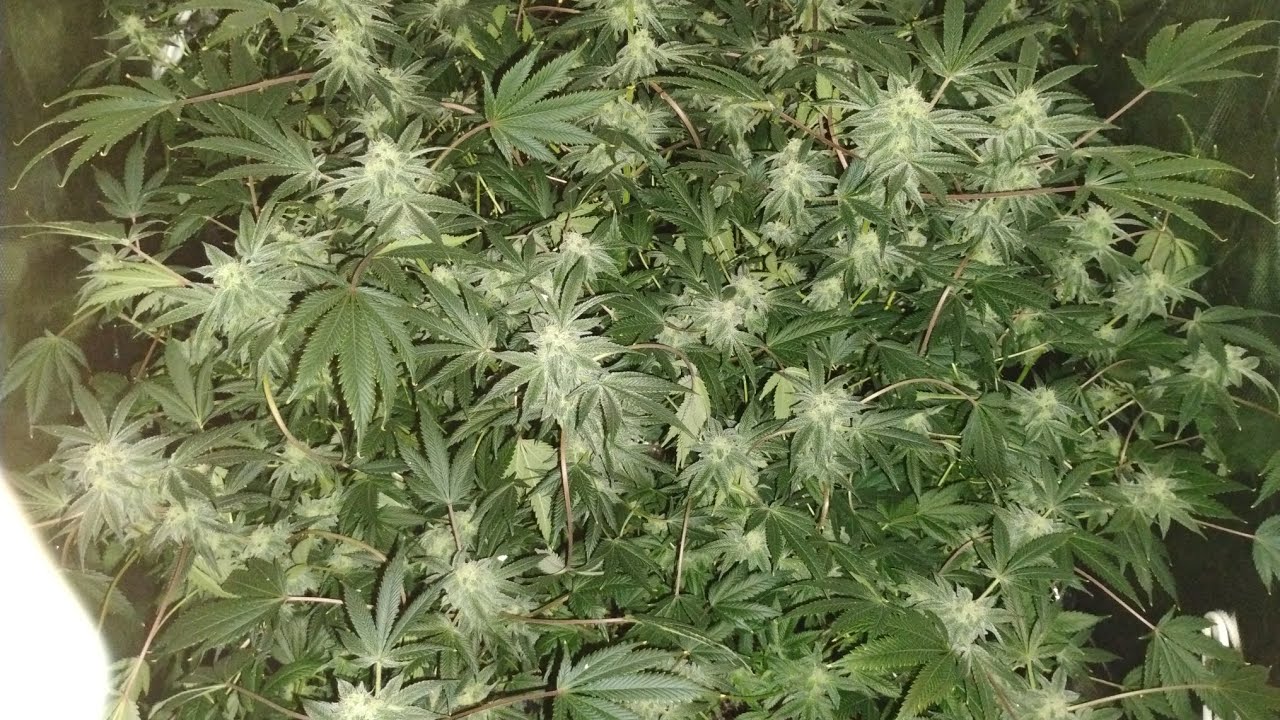 Mail call!! DirtyBird Genetics!! garden update 4th week of flower also update on new seed to harvest