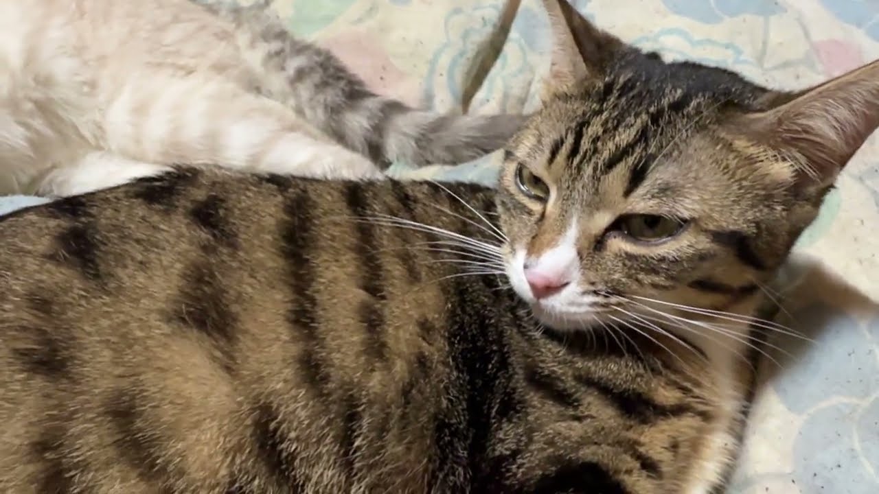 キジシロのルルの腰に手を掛けるシャムネコの雫に、ルル、ご満悦