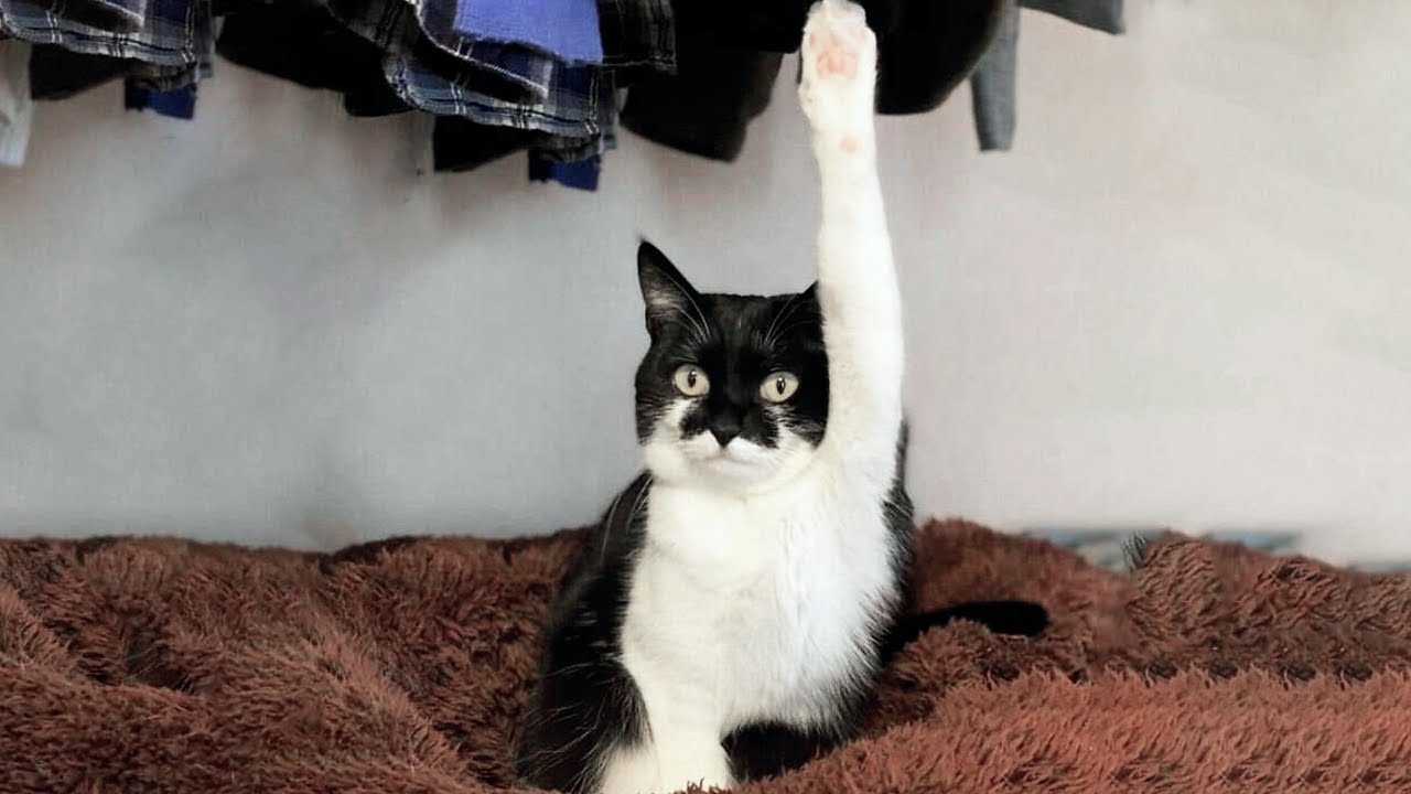 Funny Cat Videos Daily 😹 – Try Not To Laugh