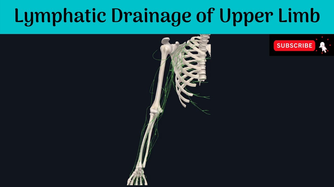 Lymphatic drainage of Upper Limb | Superficial and Deep sets | Axillary Group of Lymph Nodes