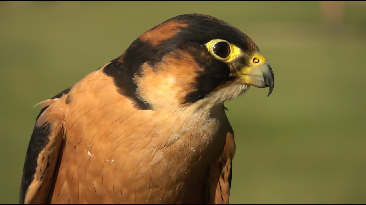 Falconry: Taita Falcon breakdown   #falconry