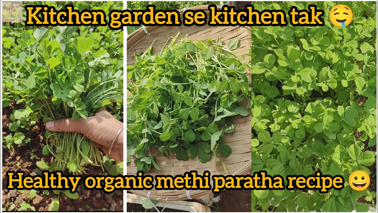Organic Methi paratha recipe 🤤l kitchen garden se kitchen tak l गरमा गरम मेथी के परांठे और छटनी बनाई