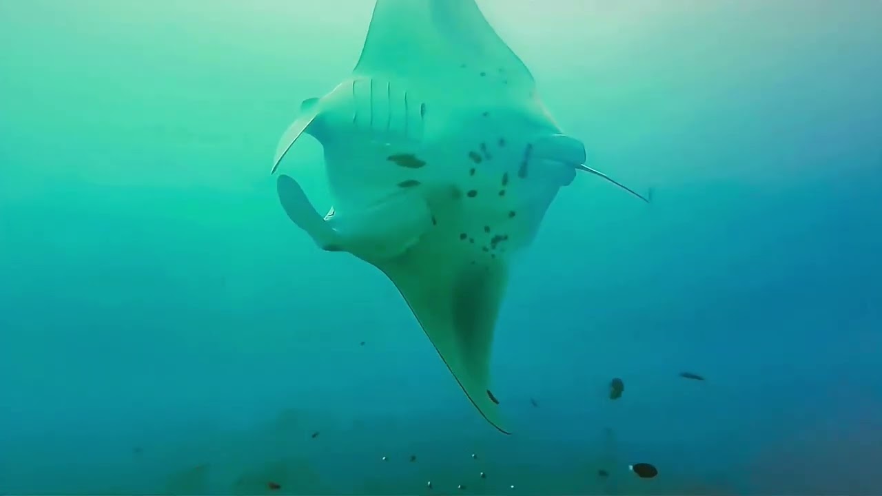 Maldives - Marine Life & Ocean Thrills