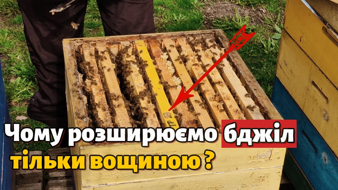 Чому ми розширюємо бджолосім'ї тільки вощиною, а не сушшю?