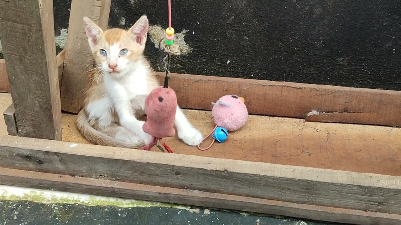 Cute cat videos 