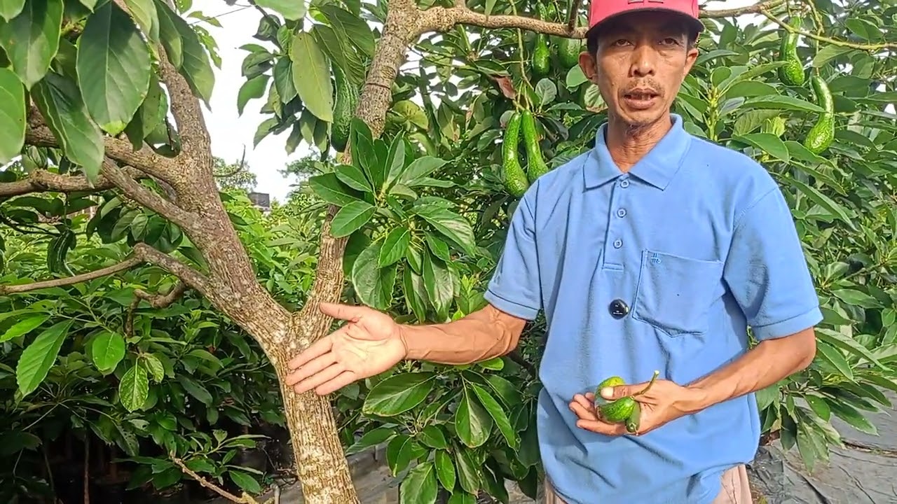 Waktu pemberian MKP yang tepat pada tanaman 👍🏻