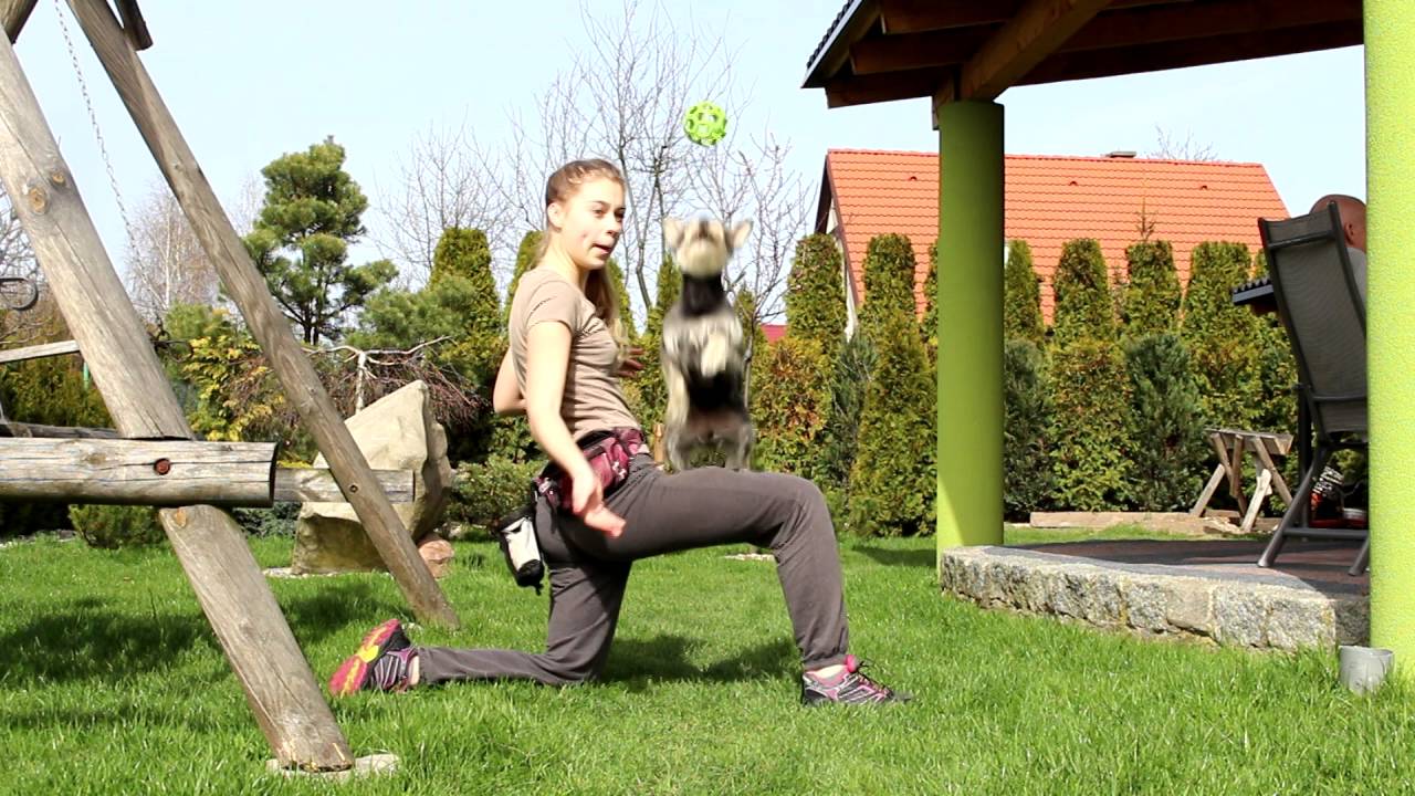 Luna - Spring time! (agility, frisbee, tricks)