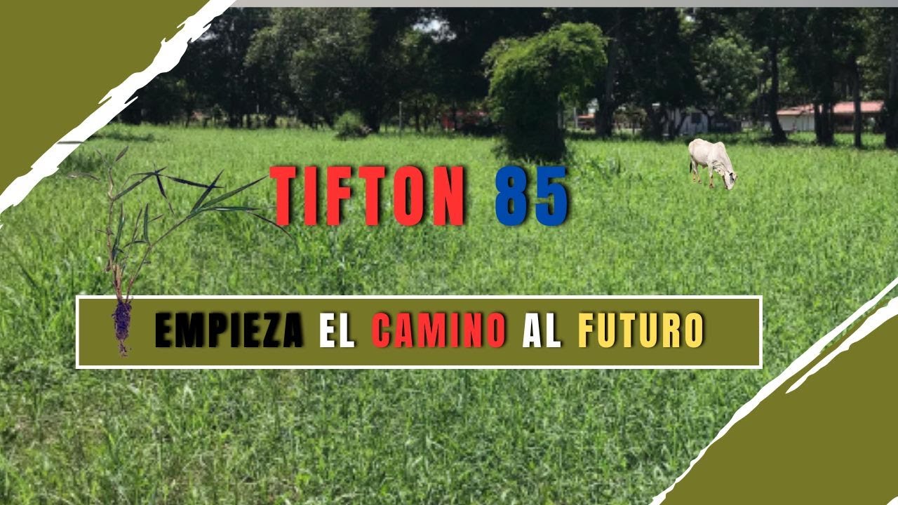 Tifton 85: el pasto que revoluciona el pastoreo rotacional y el futuro de la ganadería